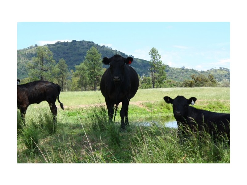 Tenterfield NSW 2372