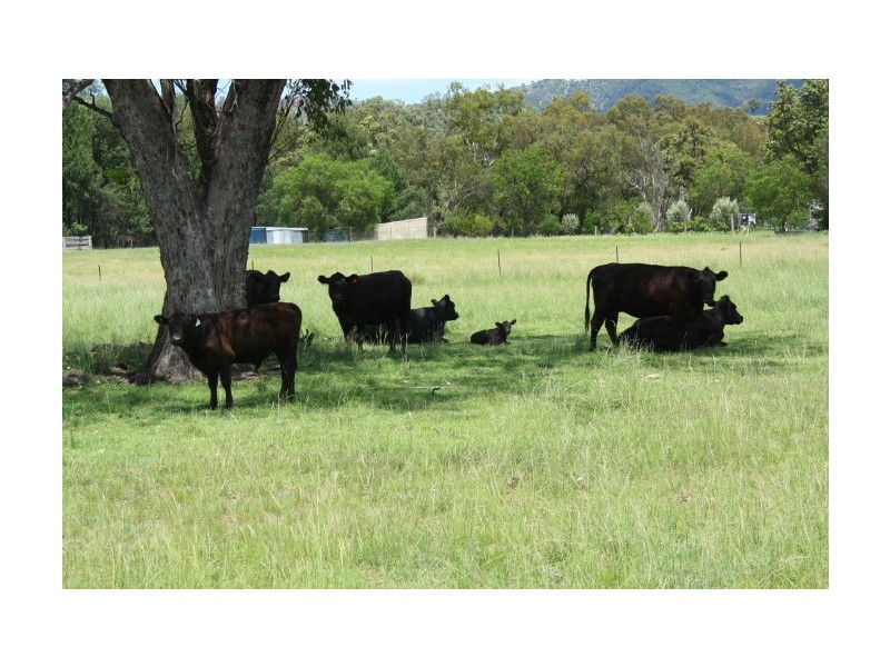 Tenterfield NSW 2372