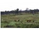 Torrington NSW 2371