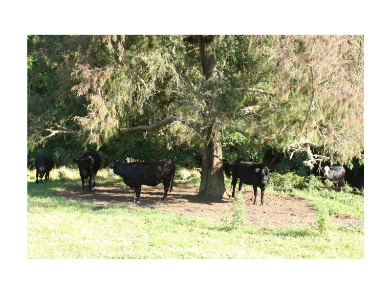 Tenterfield NSW 2372