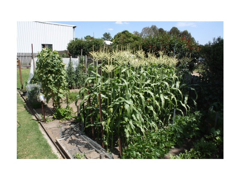 Tenterfield NSW 2372