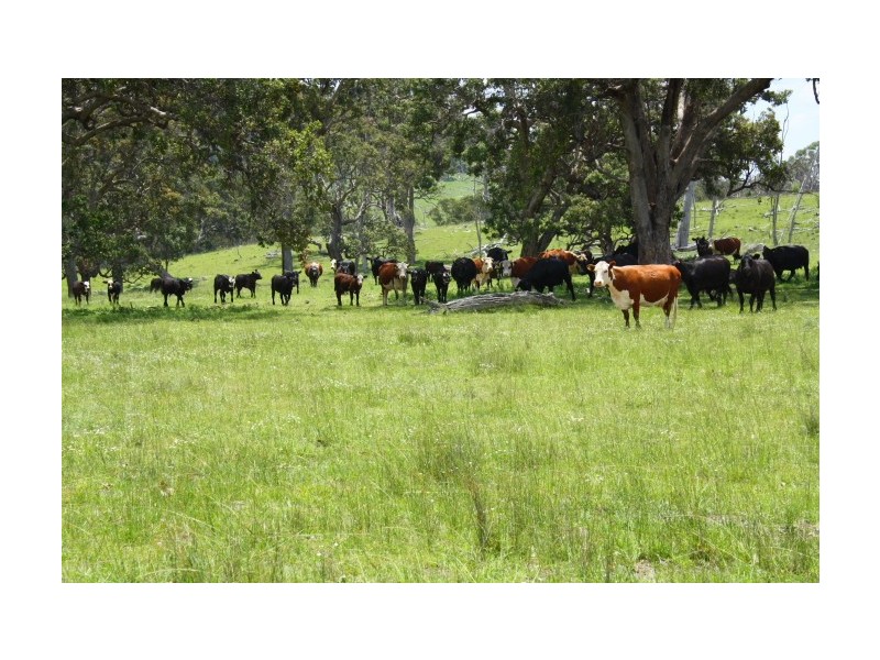 Tenterfield NSW 2372