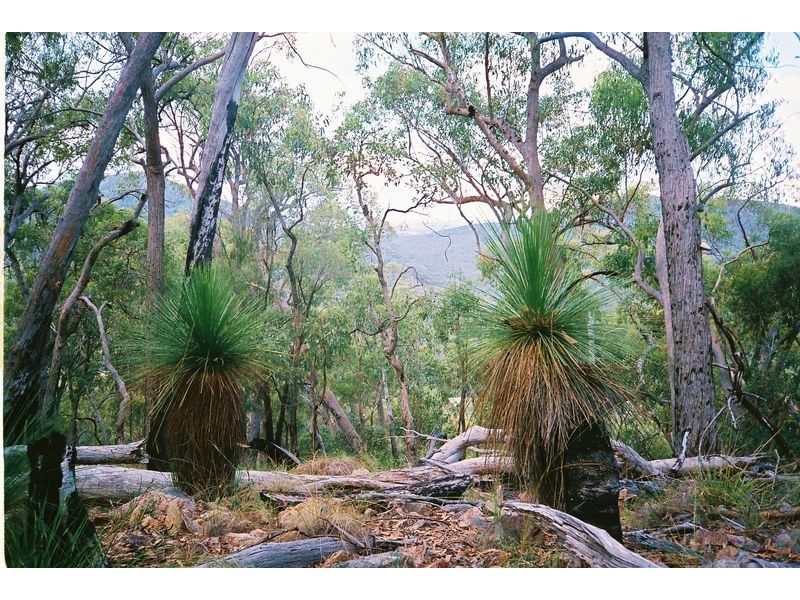 Tenterfield NSW 2372
