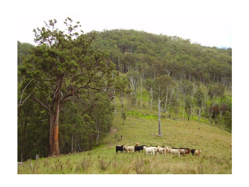 Tenterfield NSW 2372