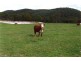 Tenterfield NSW 2372