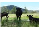 Tenterfield NSW 2372