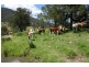 Tenterfield NSW 2372