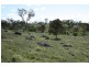 Tenterfield NSW 2372