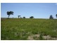 Tenterfield NSW 2372