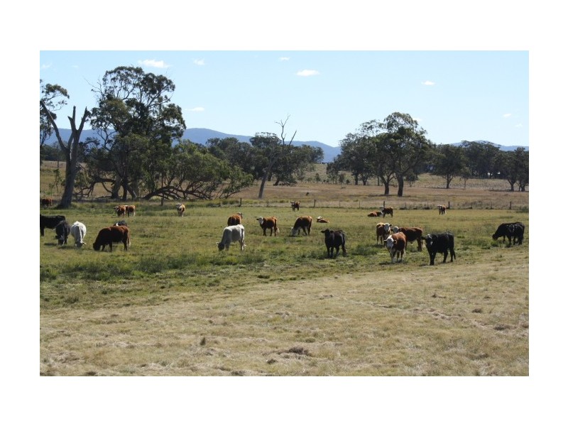 Tenterfield NSW 2372