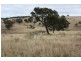 Tenterfield NSW 2372