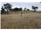 Tenterfield NSW 2372