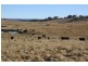 Tenterfield NSW 2372