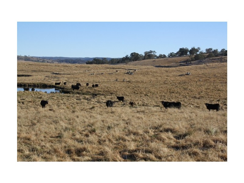 Tenterfield NSW 2372