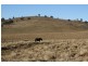 Tenterfield NSW 2372