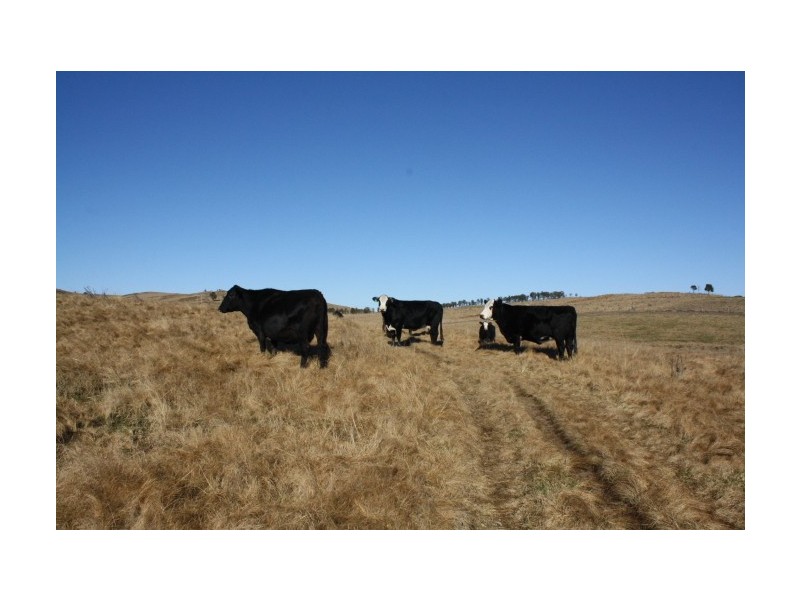 Tenterfield NSW 2372