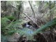 Tenterfield NSW 2372