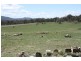 Tenterfield NSW 2372