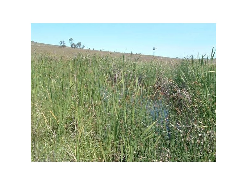 Tenterfield NSW 2372