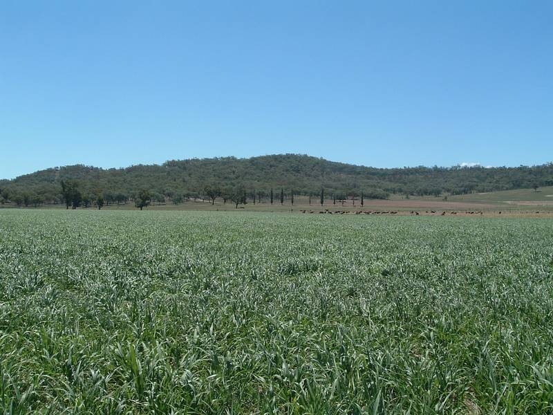 Tenterfield NSW 2372