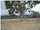Tenterfield NSW 2372