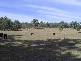 Tenterfield NSW 2372