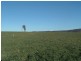 Tenterfield NSW 2372
