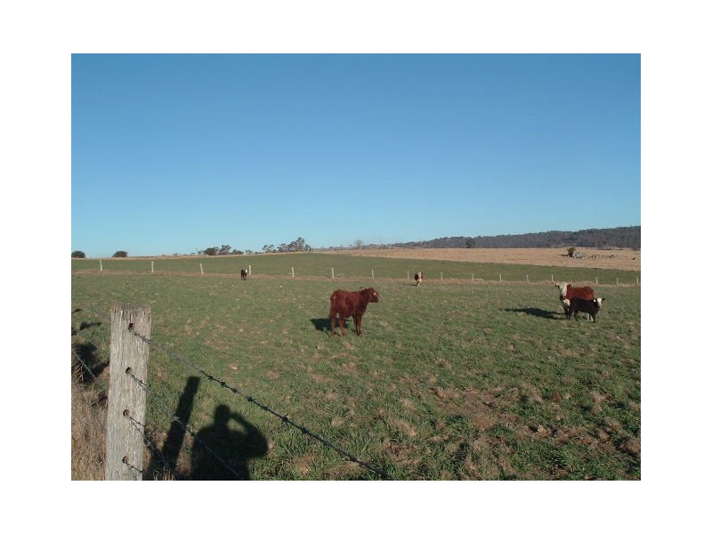 Tenterfield NSW 2372