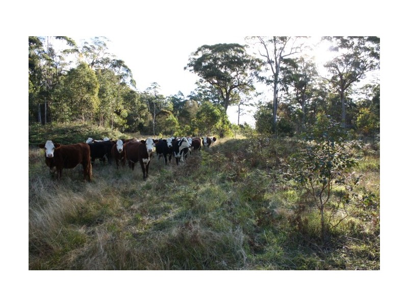 Tenterfield NSW 2372