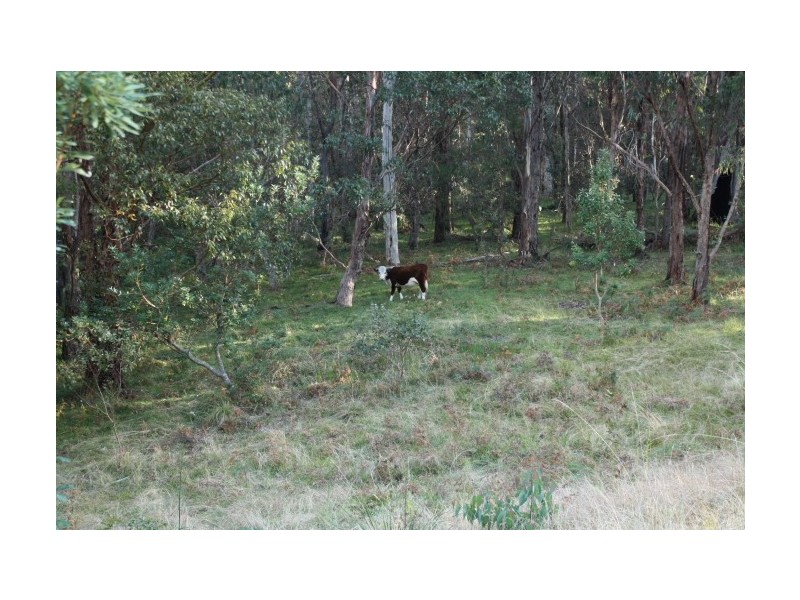 Tenterfield NSW 2372