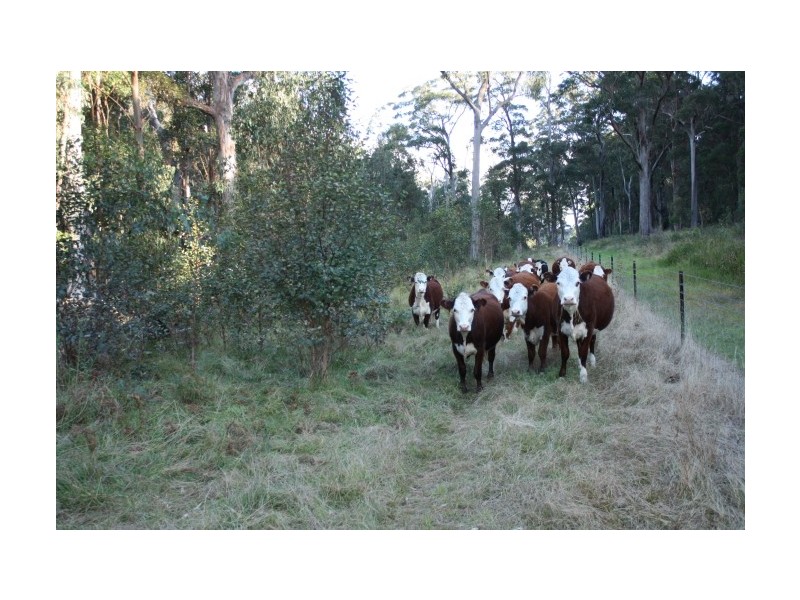 Tenterfield NSW 2372