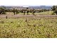 Bonshaw NSW 2361