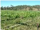 Bonshaw NSW 2361