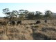 Tenterfield NSW 2372
