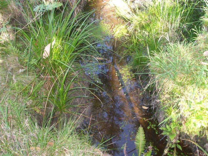 Tenterfield NSW 2372