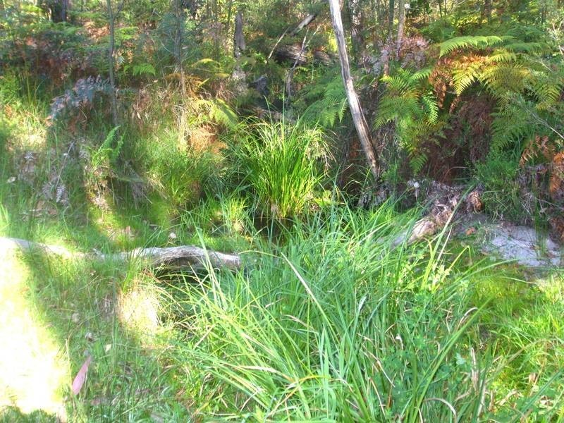 Tenterfield NSW 2372