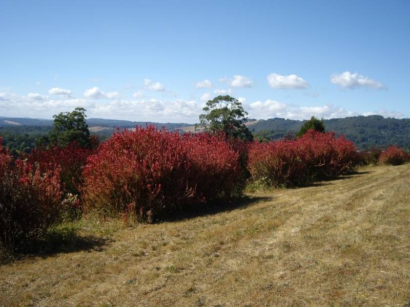 93 Invermay Road, Monbulk VIC 3793