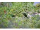 99 Kallista Emerald Road, The Patch VIC 3792