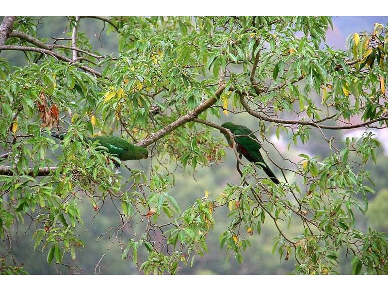 99 Kallista Emerald Road, The Patch VIC 3792