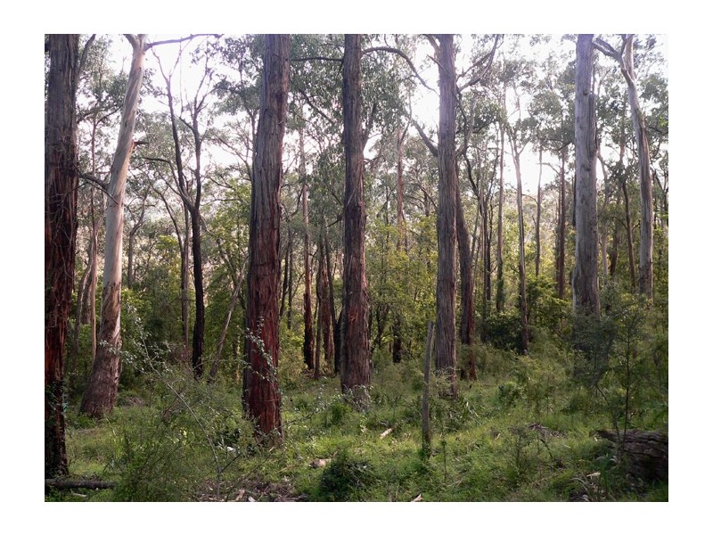 6 View Road, Tecoma VIC 3160