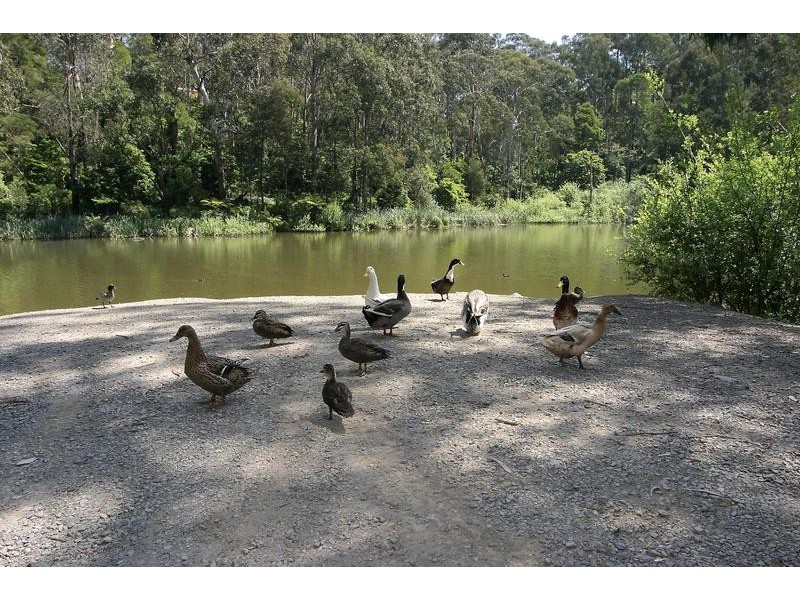 22 Park Drive, Belgrave VIC 3160