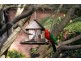 8 Cambridge Street, Belgrave South VIC 3160