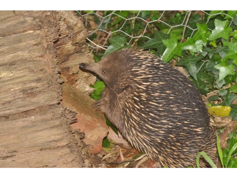 24 Gordon Grove, Menzies Creek VIC 3159