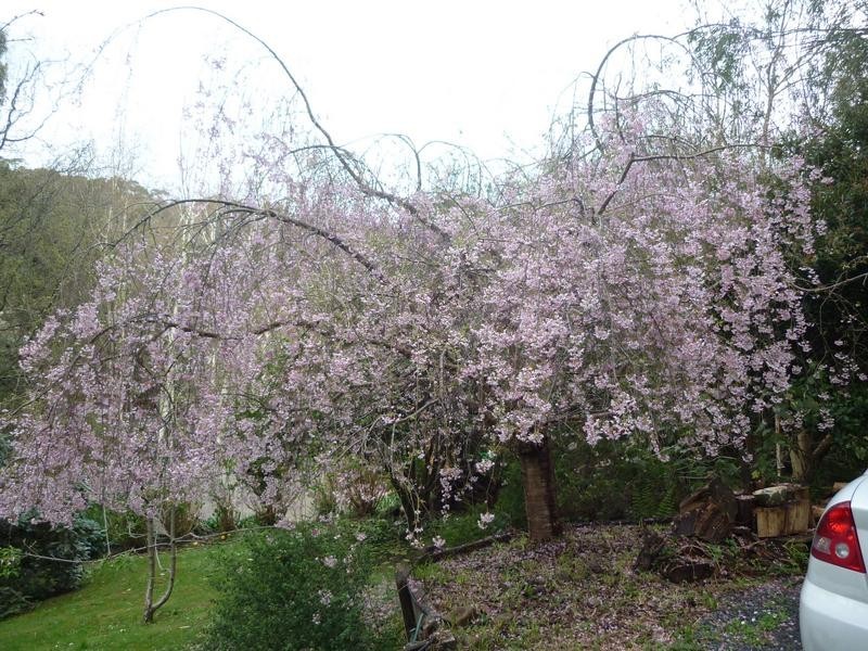 14 Florence Avenue, Upwey VIC 3158