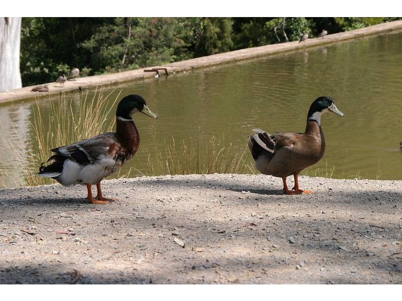 9 Old Reservoir Road, Belgrave VIC 3160