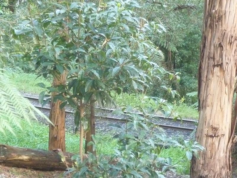 12A St Leonards Road, Selby VIC 3159