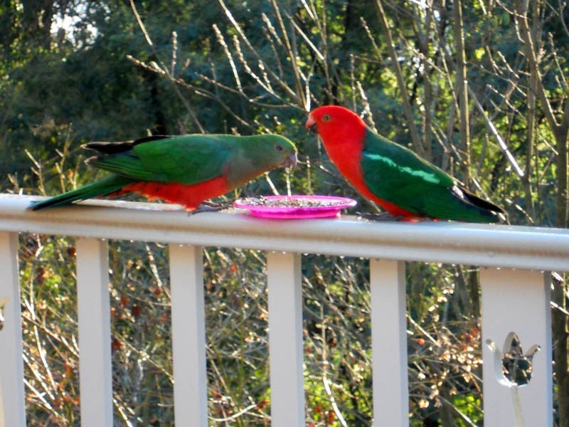 26 Poplar Crescent, Emerald VIC 3782