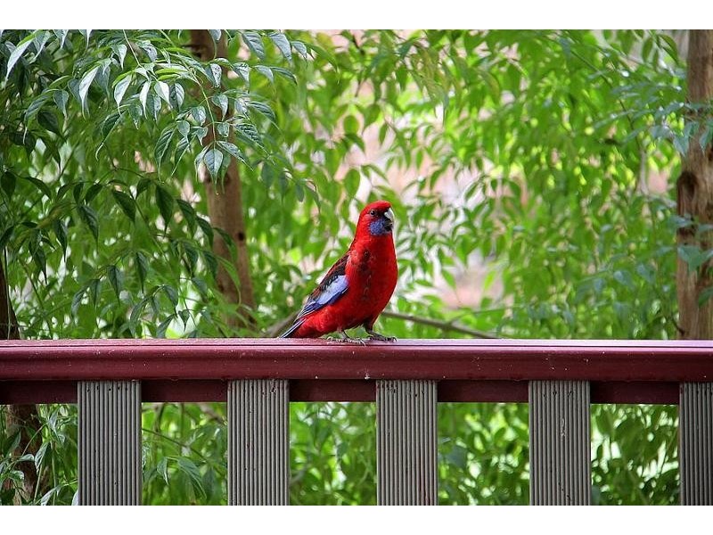 14 Anderson Street, Kallista VIC 3791