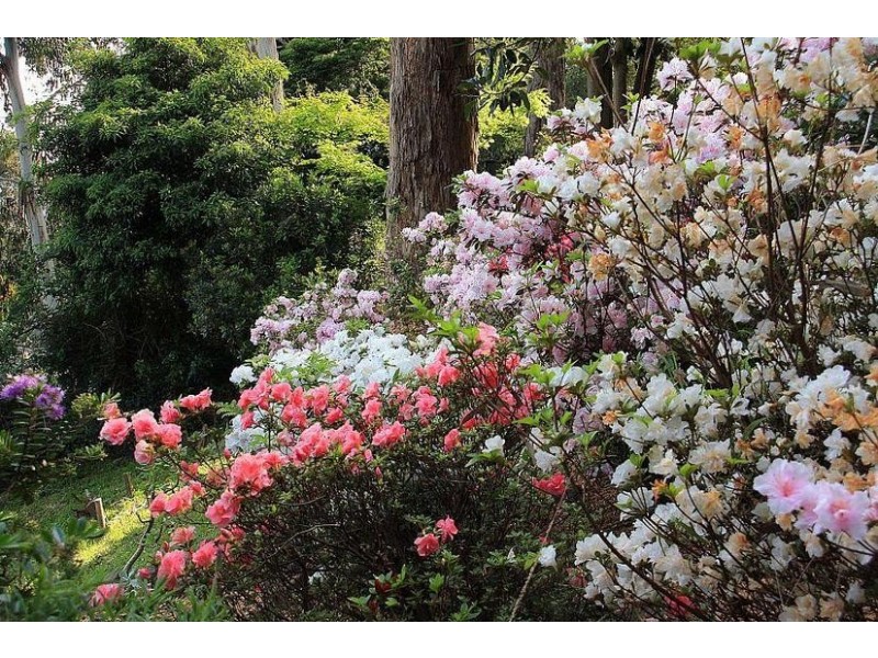 59 Kaola Street, Belgrave VIC 3160