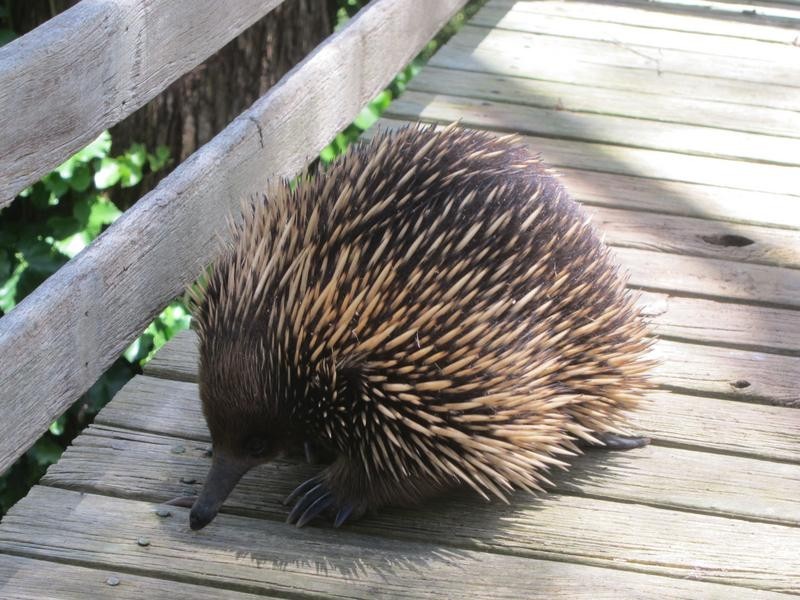 3 Kaola Street, Belgrave VIC 3160